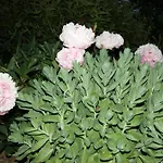 Vakantiehuis Charmante Normannische Les Chataigniers 2 By Interhome Bretteville-du-Grand Caux