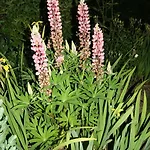 Charmante Normannische Les Chataigniers 2 By Interhome Vakantiehuis