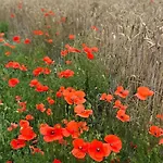 Charmante Normannische Les Chataigniers 2 By Interhome * Bretteville-du-Grand Caux