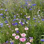 Charmante Normannische Les Chataigniers 2 By Interhome Vakantiehuis