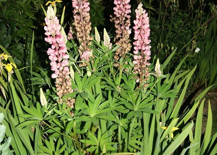 Charmante Normannische Les Chataigniers 2 By Interhome Tatil Evi