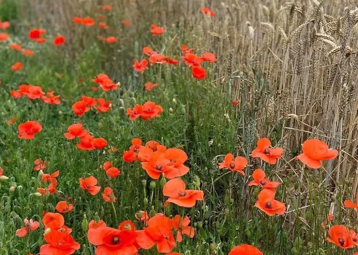 Charmante Normannische Les Chataigniers 2 By Interhome * Bretteville-du-Grand Caux