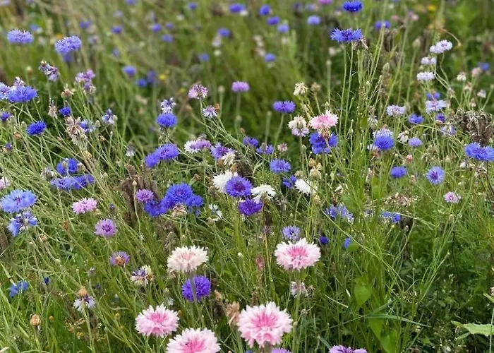 Charmante Normannische Les Chataigniers 2 By Interhome Dom wakacyjny